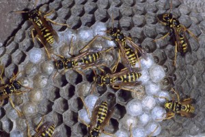 Apopka Bee and Wasp Control